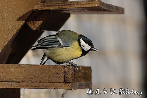 sikora bogatka Parus major