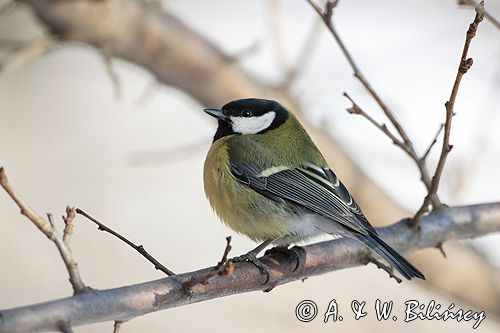 sikora bogatka Parus major