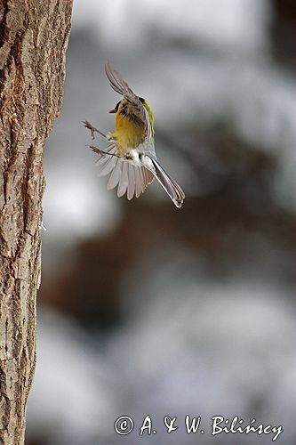 sikora bogatka Parus major