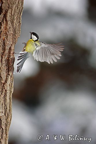 sikora bogatka Parus major