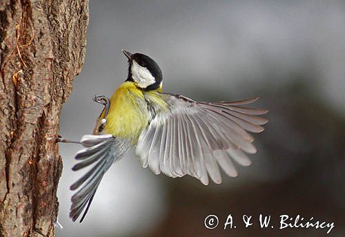 sikora bogatka Parus major