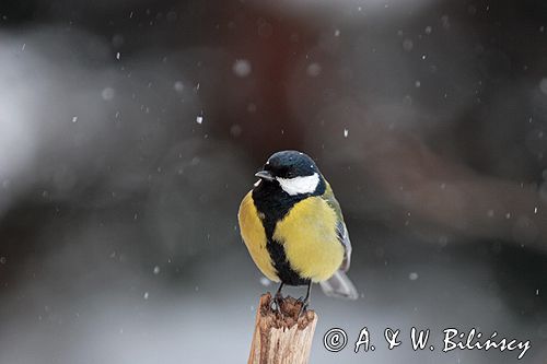 sikora bogatka Parus major