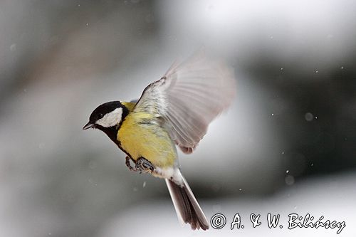 sikora bogatka Parus major