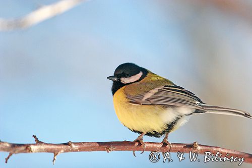 sikora bogatka Parus major