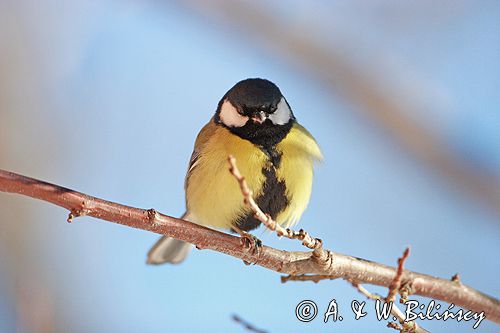 sikora bogatka Parus major