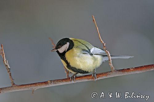 sikora bogatka Parus major