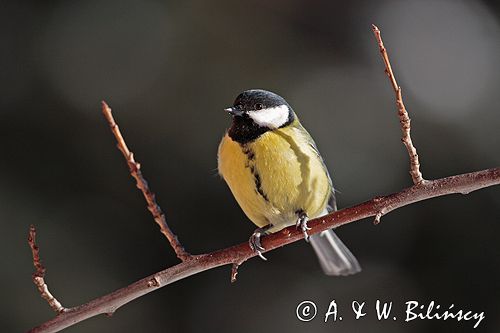 sikora bogatka Parus major