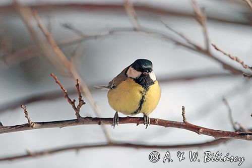 sikora bogatka Parus major