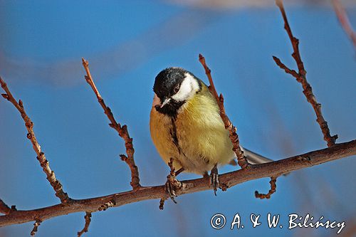 sikora bogatka Parus major