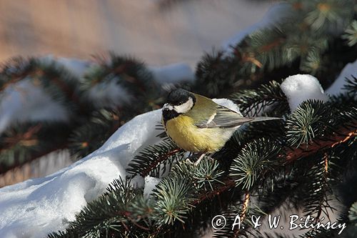 sikora bogatka Parus major