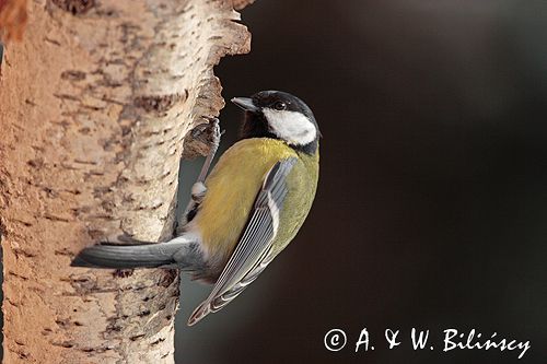 sikora bogatka Parus major