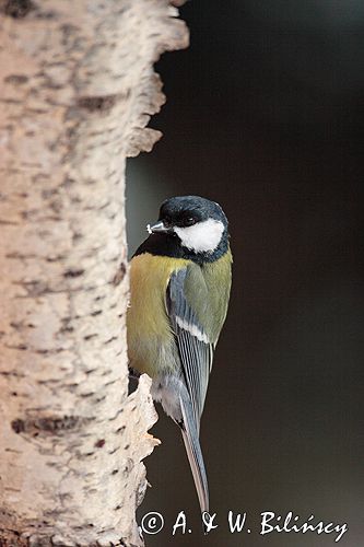 sikora bogatka Parus major