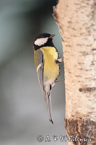 sikora bogatka Parus major