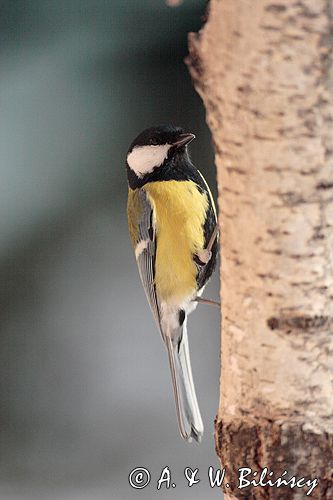 sikora bogatka Parus major