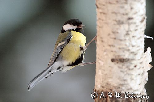 sikora bogatka Parus major