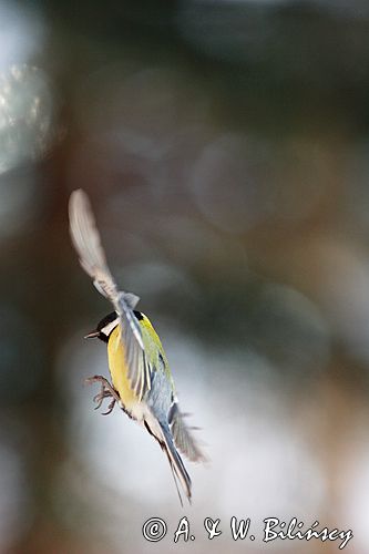 sikora bogatka Parus major