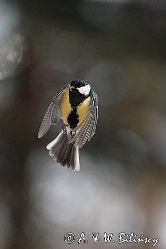 sikora bogatka Parus major