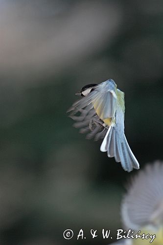 sikora bogatka Parus major