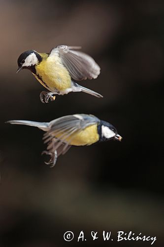 sikora bogatka Parus major