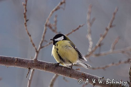 sikora bogatka Parus major