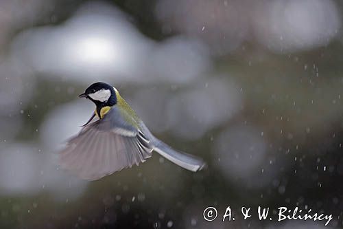 sikora bogatka Parus major