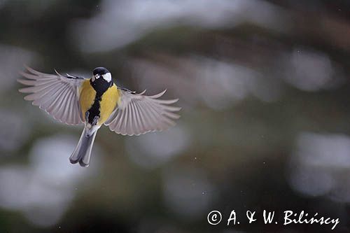 sikora bogatka Parus major