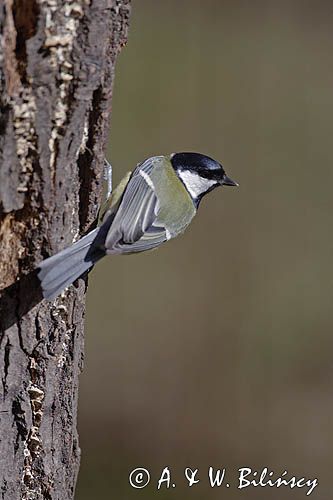 sikora bogatka Parus major