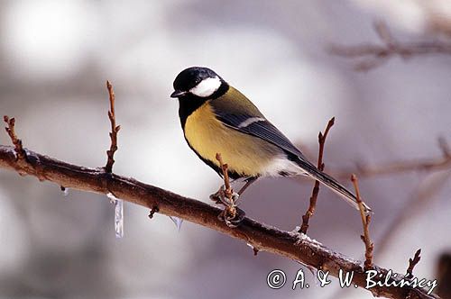 sikora bogatka parus major