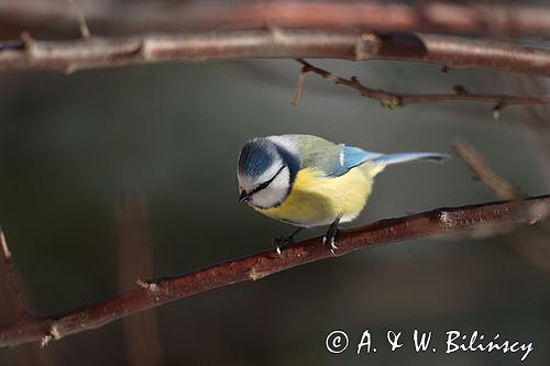 sikora modra, modraszka parus