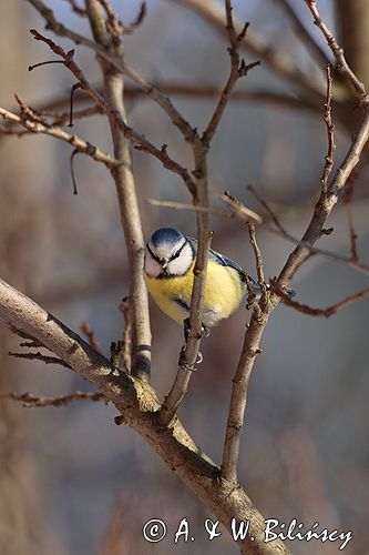 sikora modra, modraszka parus