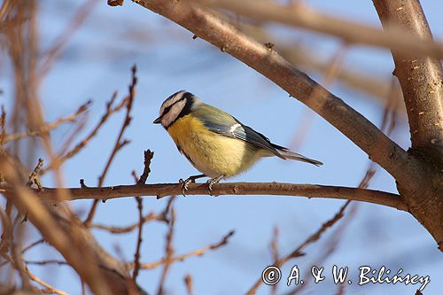 sikora modra, modraszka parus