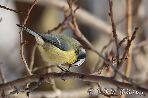 sikora modra, modraszka parus