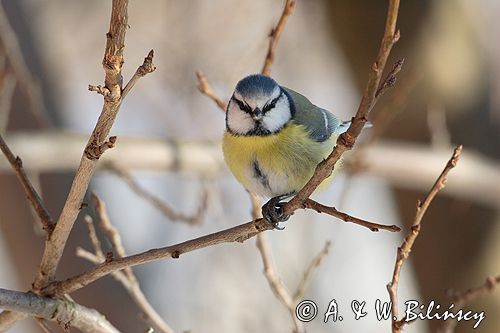 sikora modra, modraszka parus