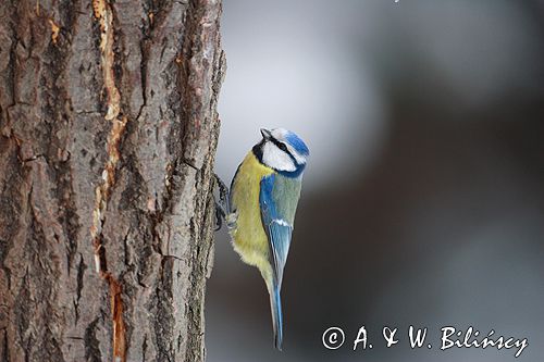 sikora modra, modraszka parus caeruleus