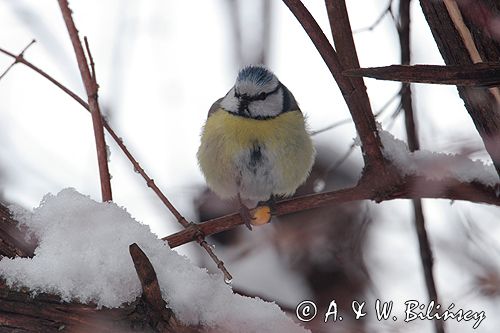 sikora modra, modraszka parus caeruleus