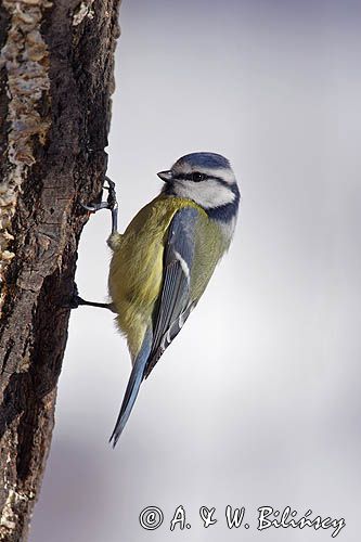 sikora modra, modraszka parus caeruleus