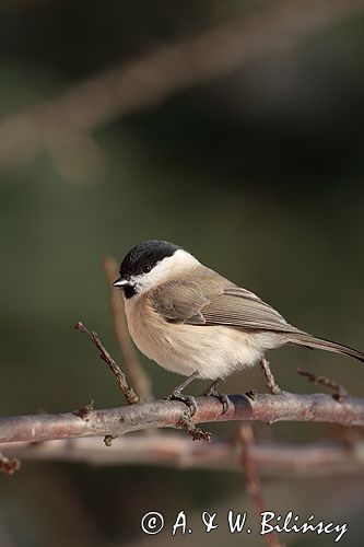 sikora uboga, parus