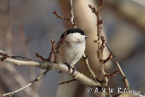 sikora uboga, parus