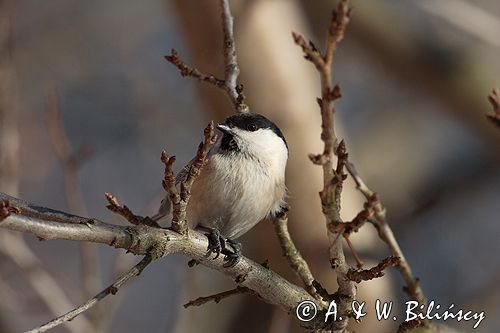 sikora uboga, parus