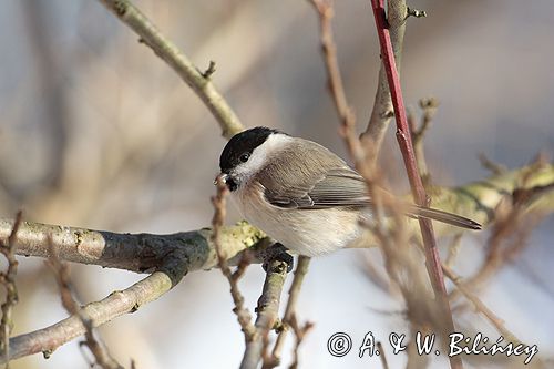 sikora uboga, parus