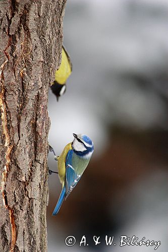 sikora modra, modraszka parus caeruleus i sikora bogatka parus major