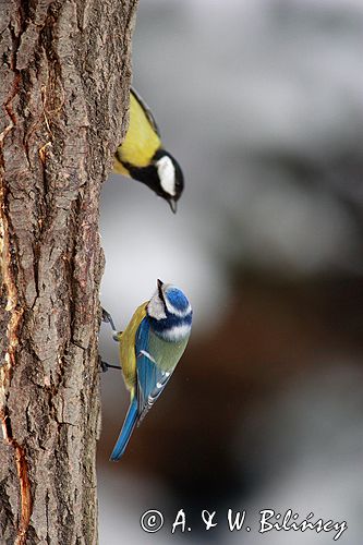 sikora modra, modraszka parus caeruleus i sikora bogatka parus major