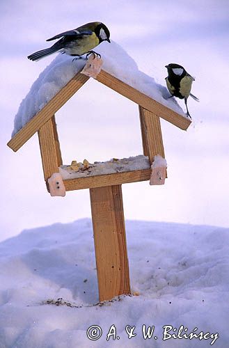 sikora bogatka parus major kamnik