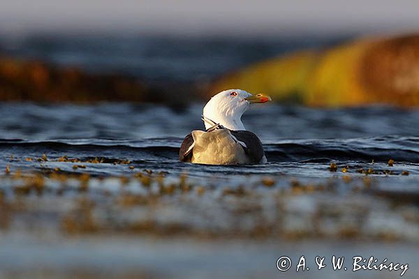 Mewa siodłata, Larus marinus