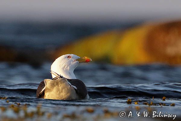 Mewa siodłata, Larus marinus