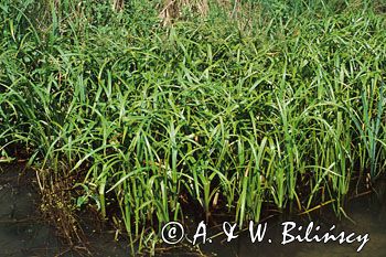 sitowie leśne Scirpus sylvaticus sitowie leśne) , brzeg jeziora