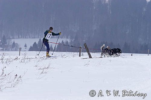 skijoring, wyścigi psich zaprzęgów, Kager Cup, W krainie wilka, Lutowiska, Bieszczady