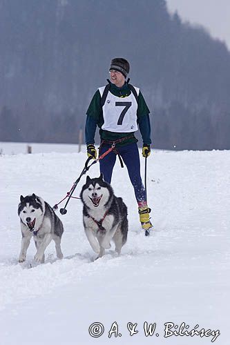 skijoring, wyścigi psich zaprzęgów, Kager Cup, W krainie wilka, Lutowiska, Bieszczady