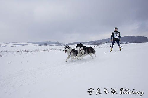 psi zaprzęg, wyścigi psich zaprzęgów, Kager Cup, W krainie wilka, Lutowiska, Bieszczady