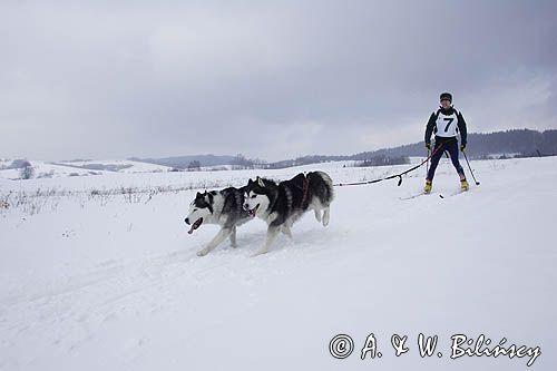 psi zaprzęg, wyścigi psich zaprzęgów, Kager Cup, W krainie wilka, Lutowiska, Bieszczady